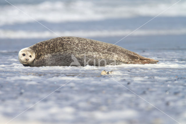 Gewone zeehond (Phoca vitulina)