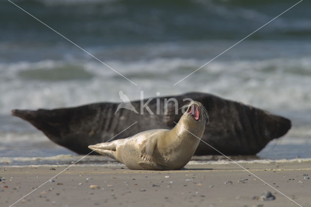 Common Seal (Phoca vitulina)