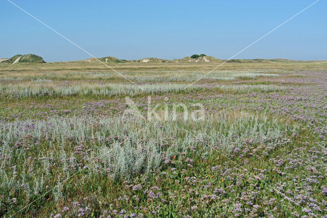 Sea Purslane (Atriplex portulacoides)