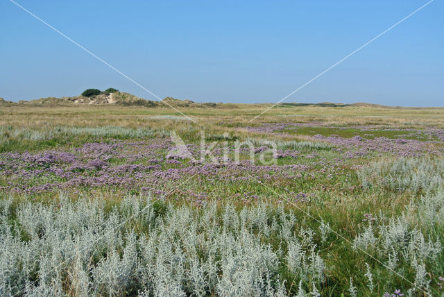 Sea Purslane (Atriplex portulacoides)