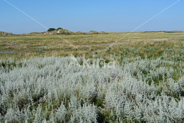 Sea Purslane (Atriplex portulacoides)