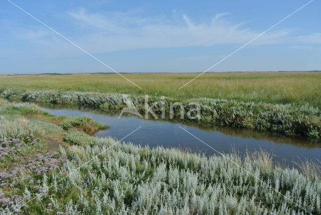 Gewone zoutmelde (Atriplex portulacoides)