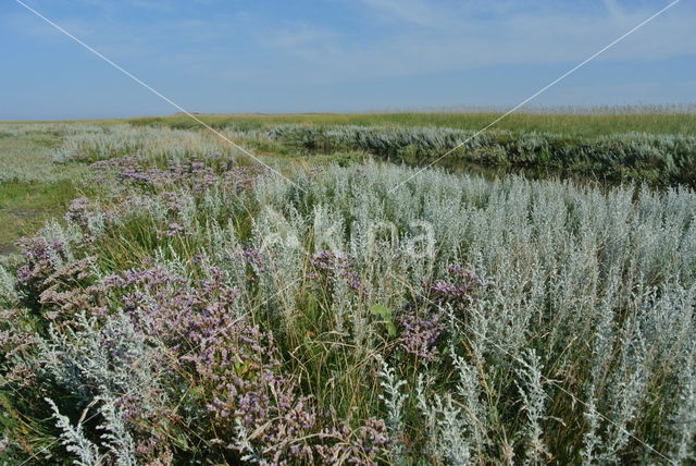 Gewone zoutmelde (Atriplex portulacoides)