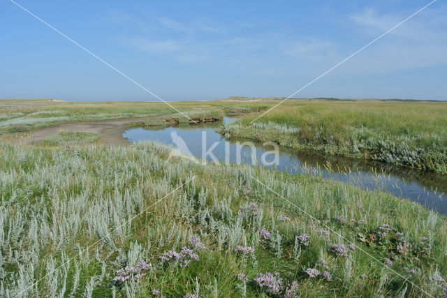 Gewone zoutmelde (Atriplex portulacoides)