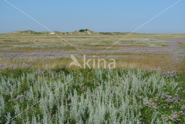 Gewone zoutmelde (Atriplex portulacoides)