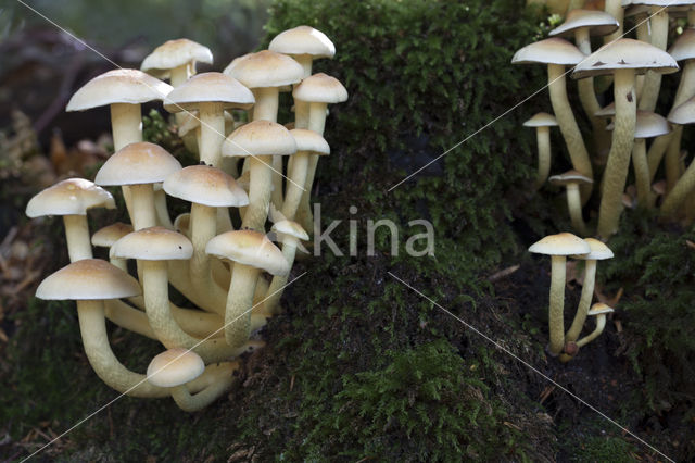 Sulphur tuft (Hypholoma fasciculare)