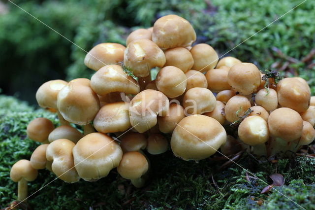 Sulphur tuft (Hypholoma fasciculare)