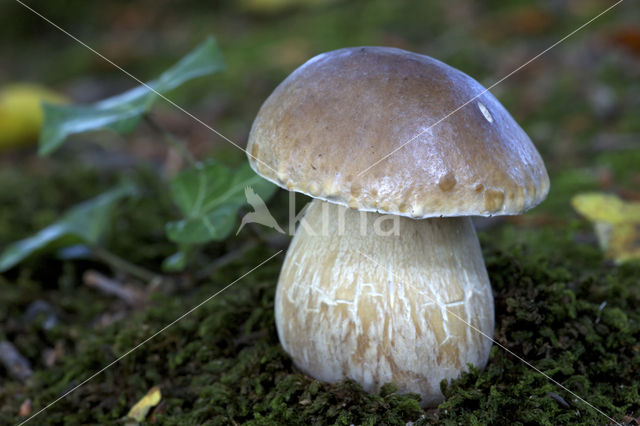 Gewoon eekhoorntjesbrood (Boletus edulis)