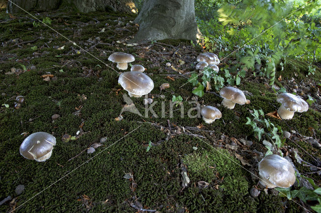 Gewoon eekhoorntjesbrood (Boletus edulis)