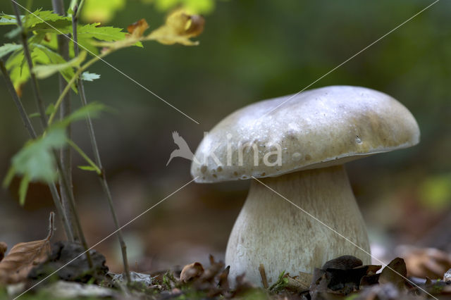 Gewoon eekhoorntjesbrood (Boletus edulis)