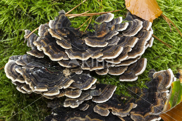 Gewoon elfenbankje (Trametes versicolor)