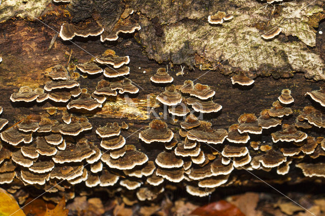 Gewoon elfenbankje (Trametes versicolor)