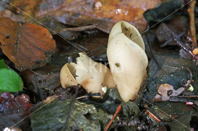 Gewoon varkensoor (Otidea onotica)