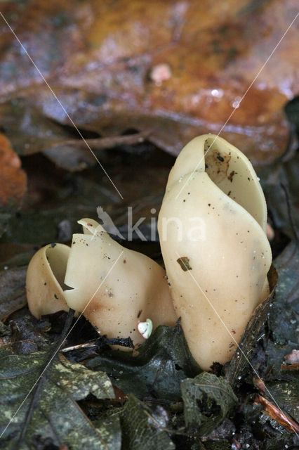 Gewoon varkensoor (Otidea onotica)