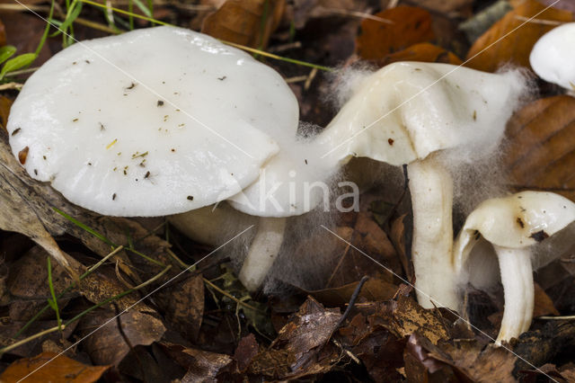 Gewoon vilthoedje (Ripartites tricholoma)