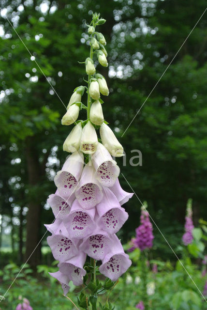 Foxglove (Digitalis purpurea)