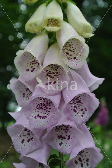 Gewoon vingerhoedskruid (Digitalis purpurea)