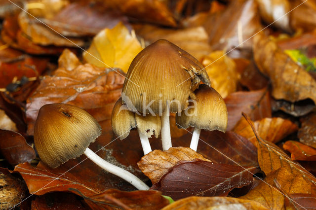 Coprinus truncorum