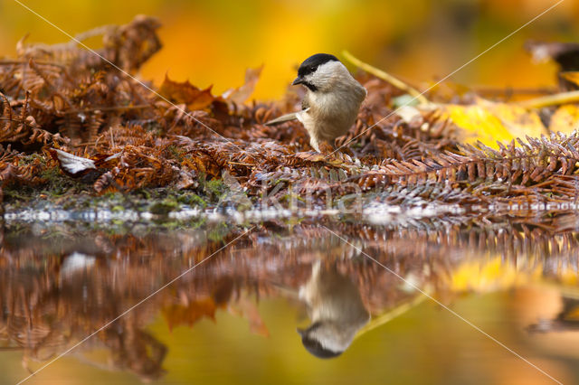 Marsh Tit (Parus palustris)
