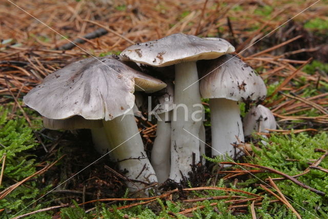 Glanzende ridderzwam (Tricholoma portentosum)