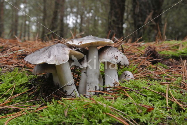 Glanzende ridderzwam (Tricholoma portentosum)