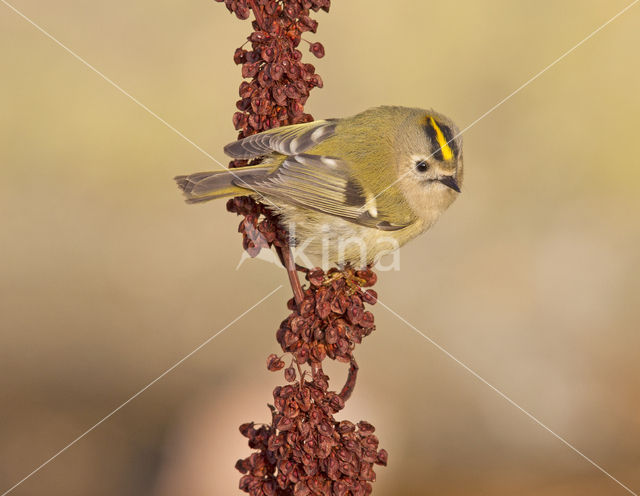 Goldcrest (Regulus regulus)