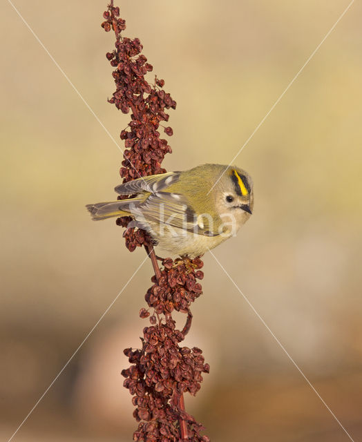 Goldcrest (Regulus regulus)