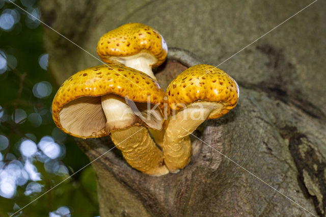 Goudvliesbundelzwam (Pholiota aurivella)