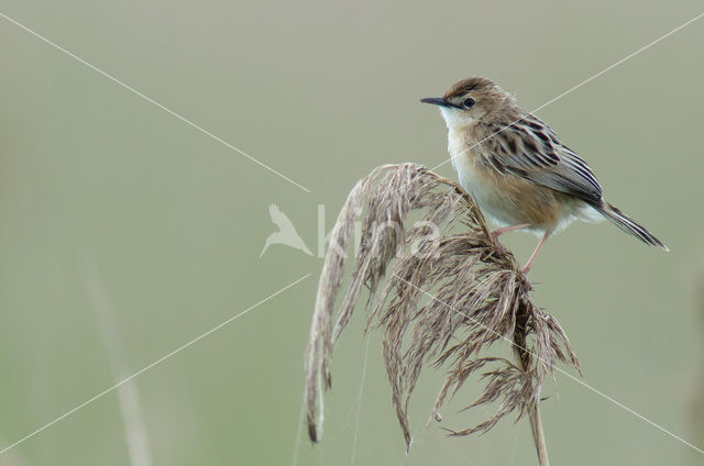 Fan-tailed Warbler