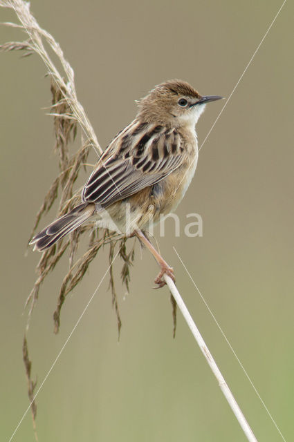 Fan-tailed Warbler