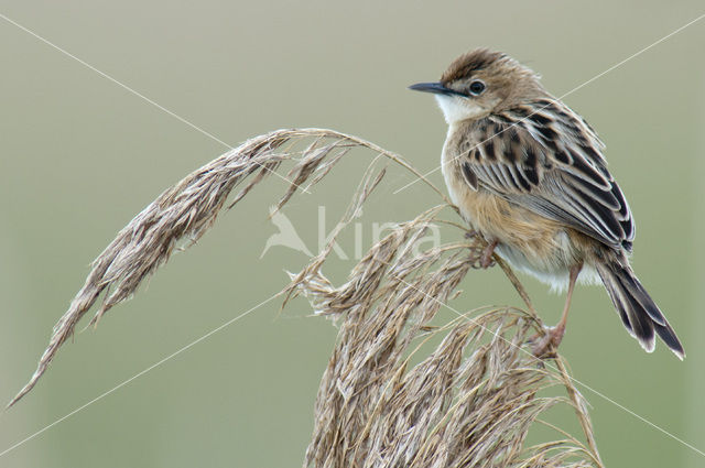 Fan-tailed Warbler