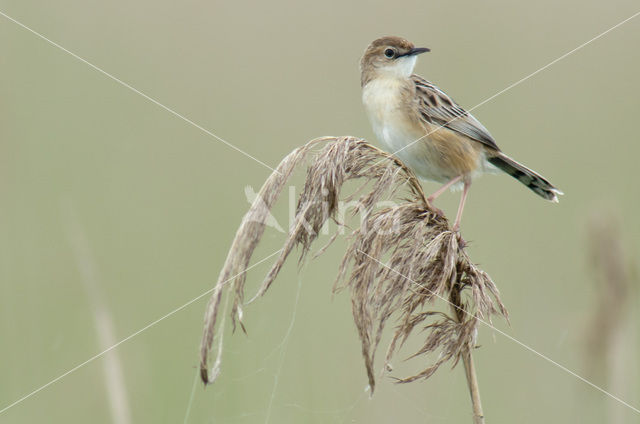 Fan-tailed Warbler