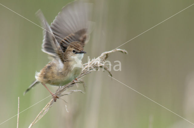 Fan-tailed Warbler