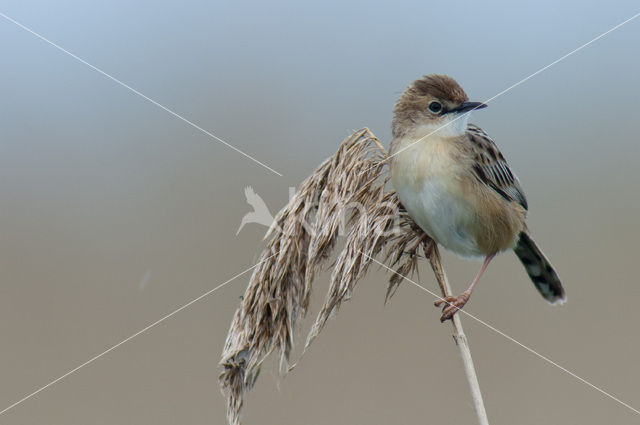 Fan-tailed Warbler