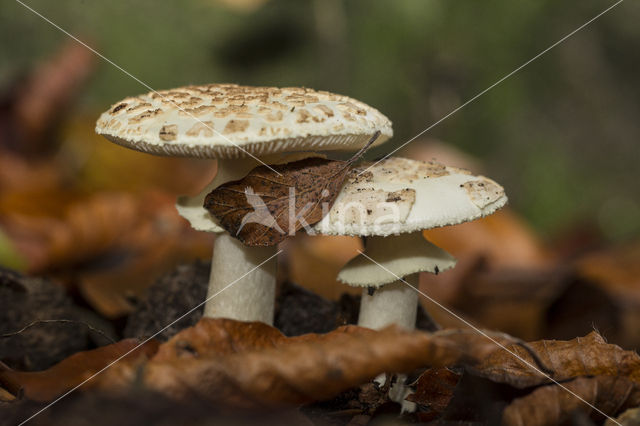 Grauwe amaniet (Amanita excelsa)