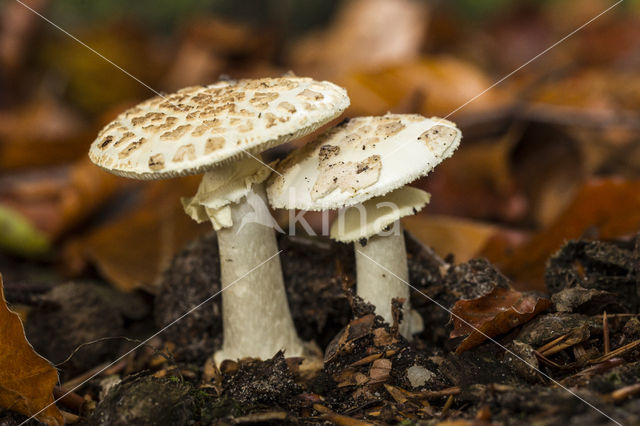 Grauwe amaniet (Amanita excelsa)