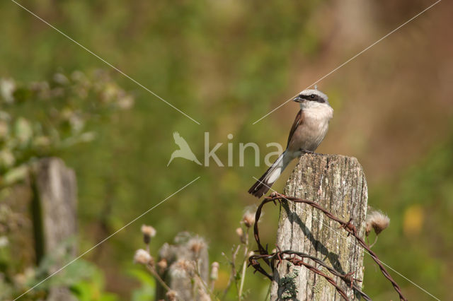 Grauwe Klauwier (Lanius collurio)