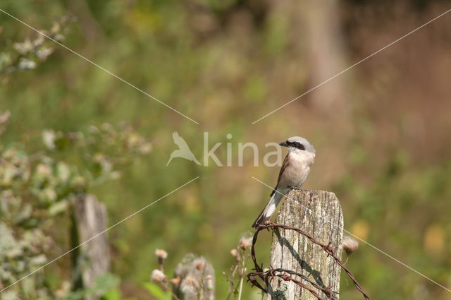 Grauwe Klauwier (Lanius collurio)