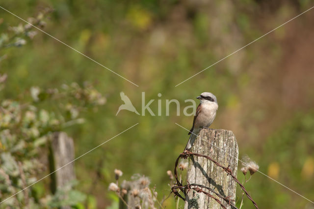 Grauwe Klauwier (Lanius collurio)