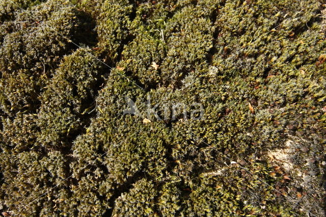 Heath Star Moss (Campylopus introflexus)