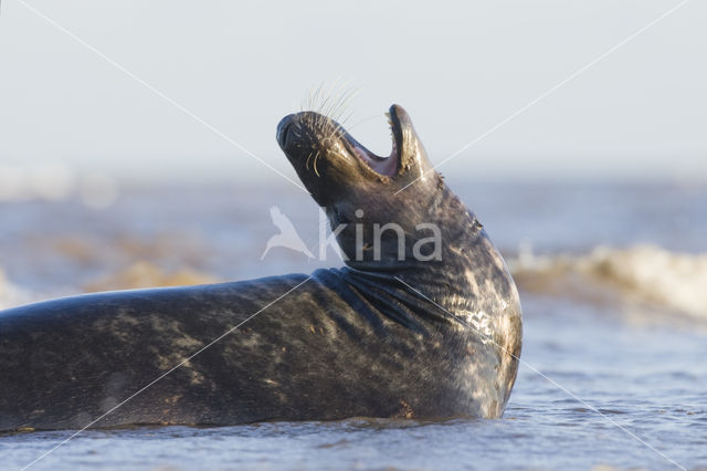 Grijze zeehond