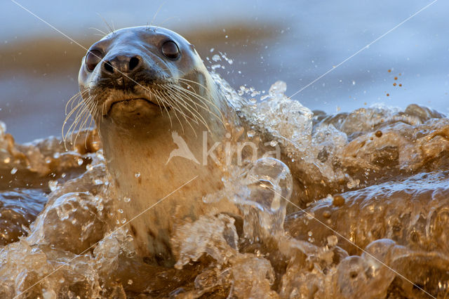 Grijze zeehond