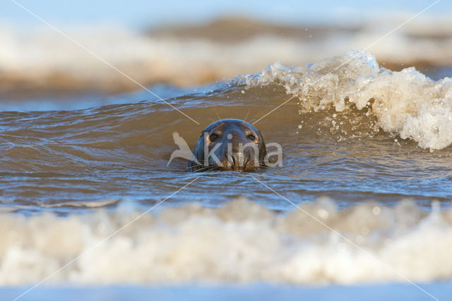 Grey Seal (Halichoerus grypus)