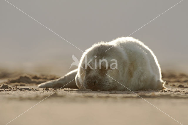 Grey Seal (Halichoerus grypus)