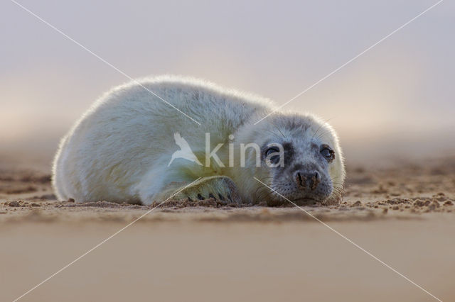 Grey Seal (Halichoerus grypus)