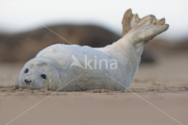 Grijze zeehond