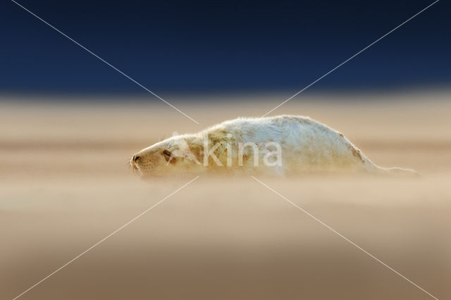 Grey Seal (Halichoerus grypus)