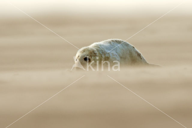 Grey Seal (Halichoerus grypus)