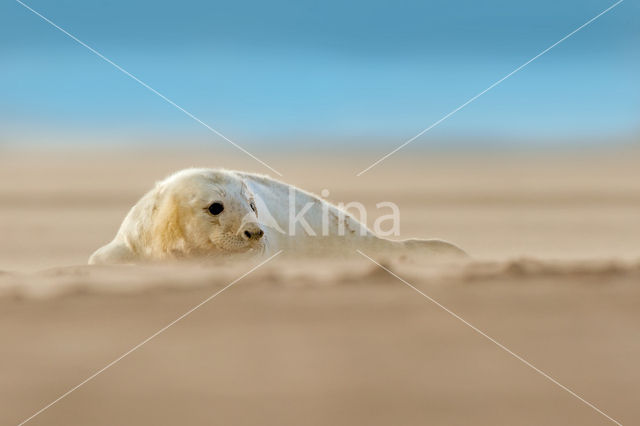 Grey Seal (Halichoerus grypus)