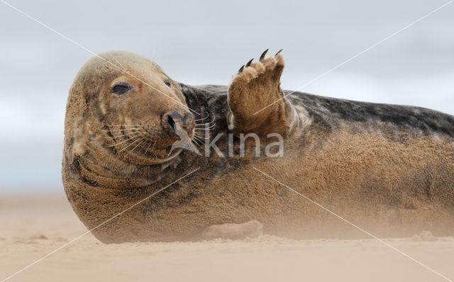 Grijze zeehond